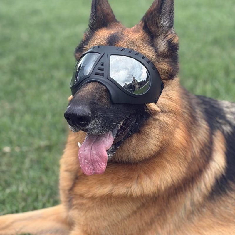 Orta ve büyük boy köpekler içi - Snow Goggle Uv incelemesi ve fiyatı