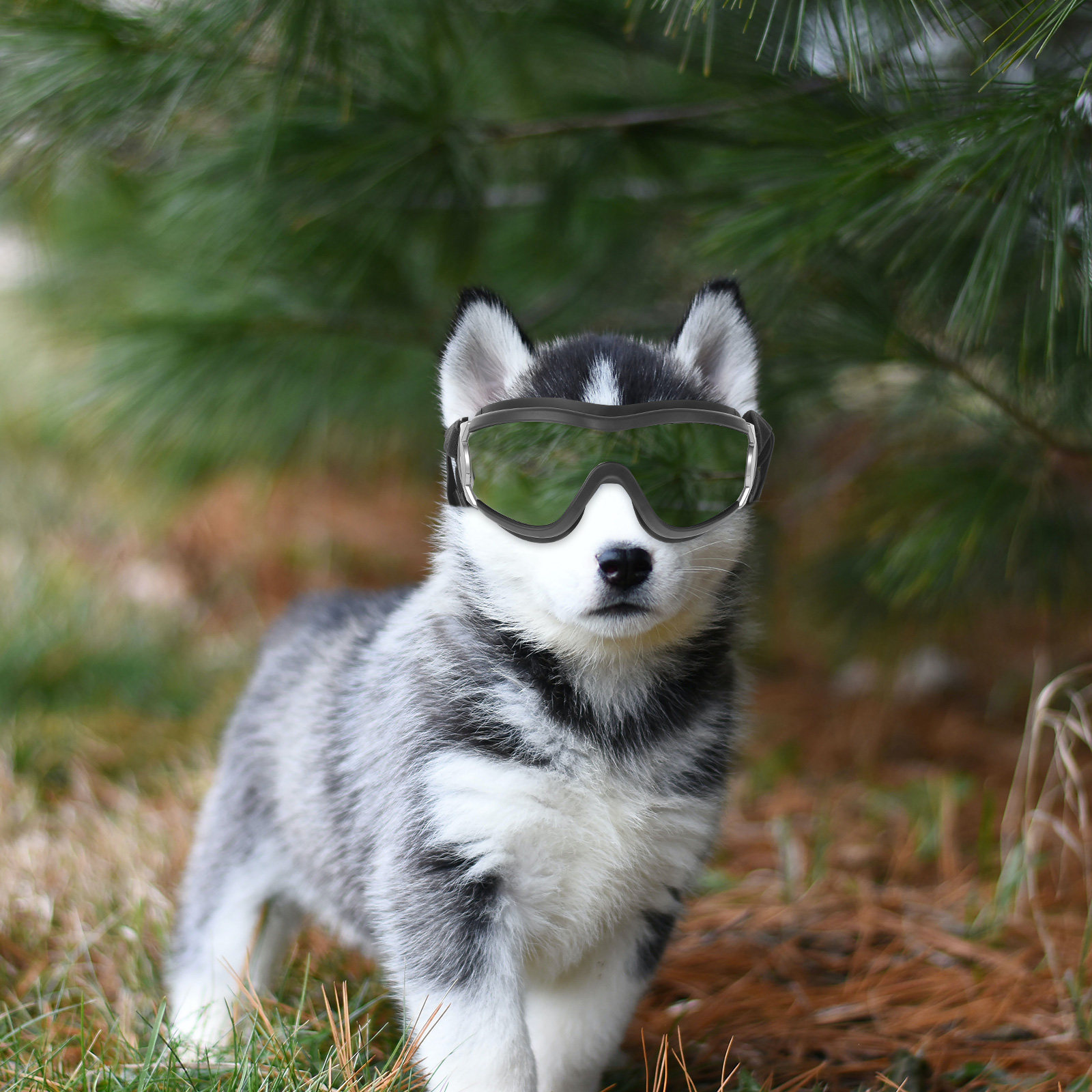 Siyah Rüzgar Geçirmez Köpek Ko - Snow Goggle Uv incelemesi ve fiyatı